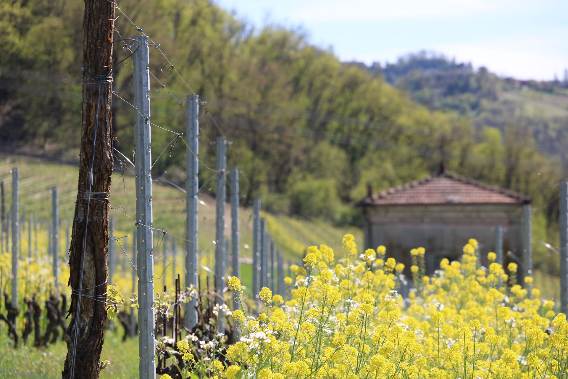 Cantine Volpi — foto 3