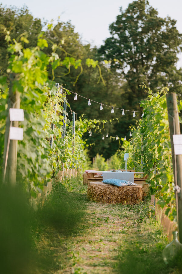 Picnic in vigna - 31 Luglio
